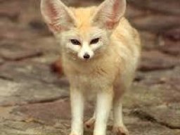 fennec_20211210_1281382810